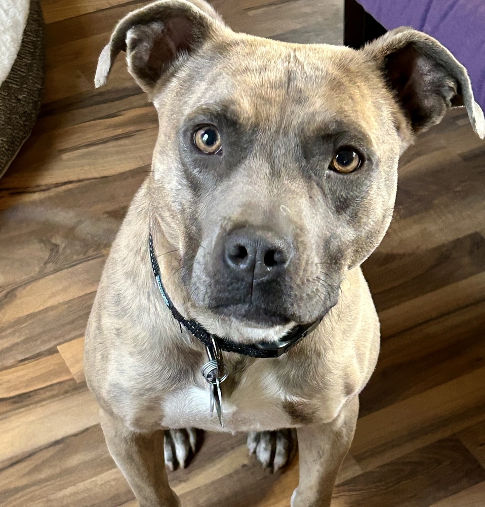 Asha2, an adoptable Pit Bull Terrier in Littleton, CO, 80130 | Photo Image 1