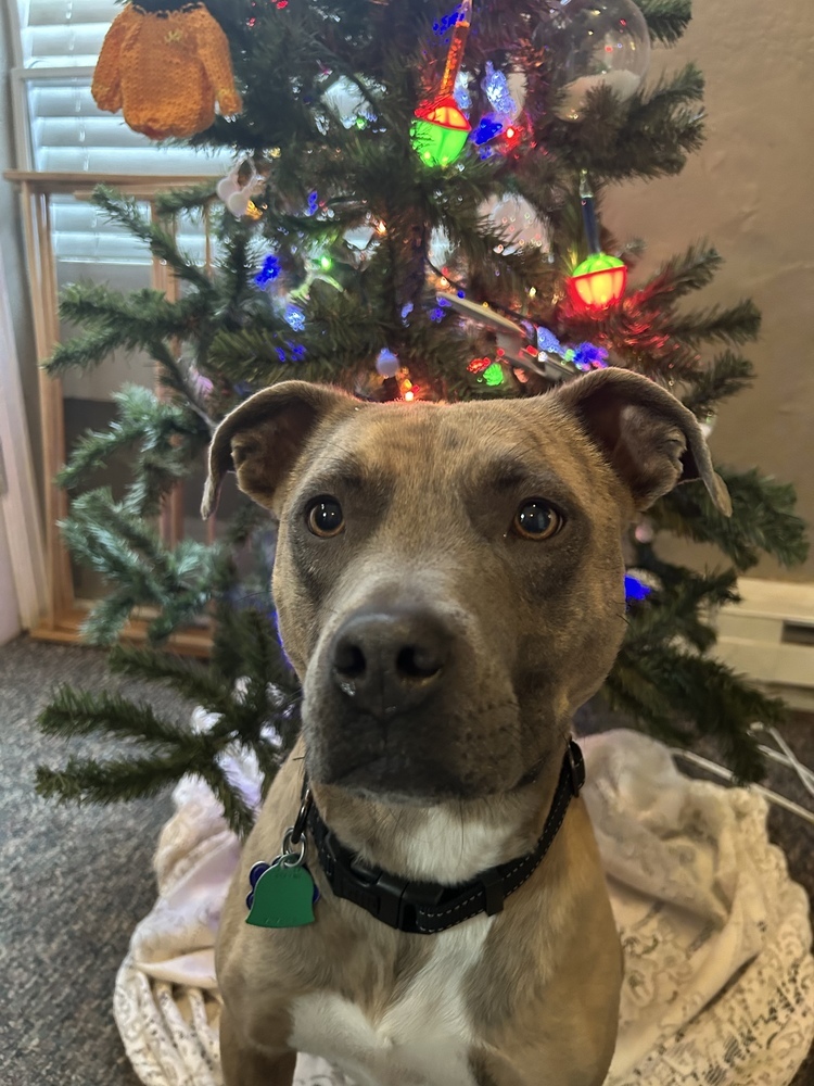 Asha2, an adoptable Pit Bull Terrier in Littleton, CO, 80130 | Photo Image 3