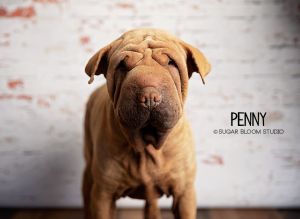 Shar pei sale petfinder