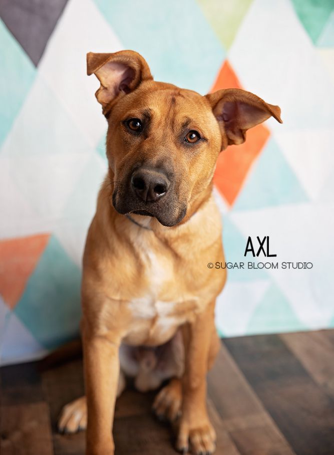 Axl