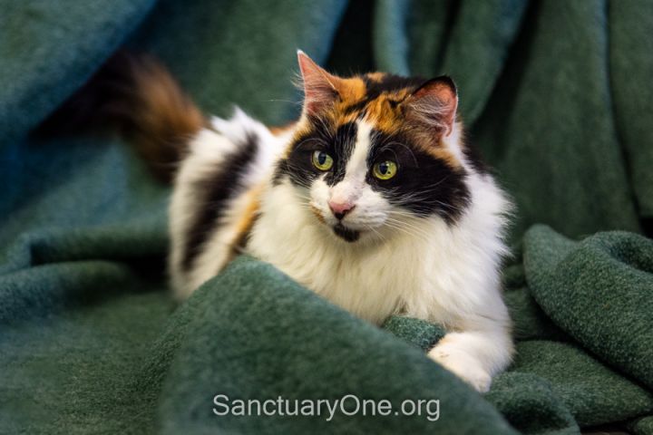 Calypso, an adoptable Domestic Short Hair in Jacksonville, OR_image-3
