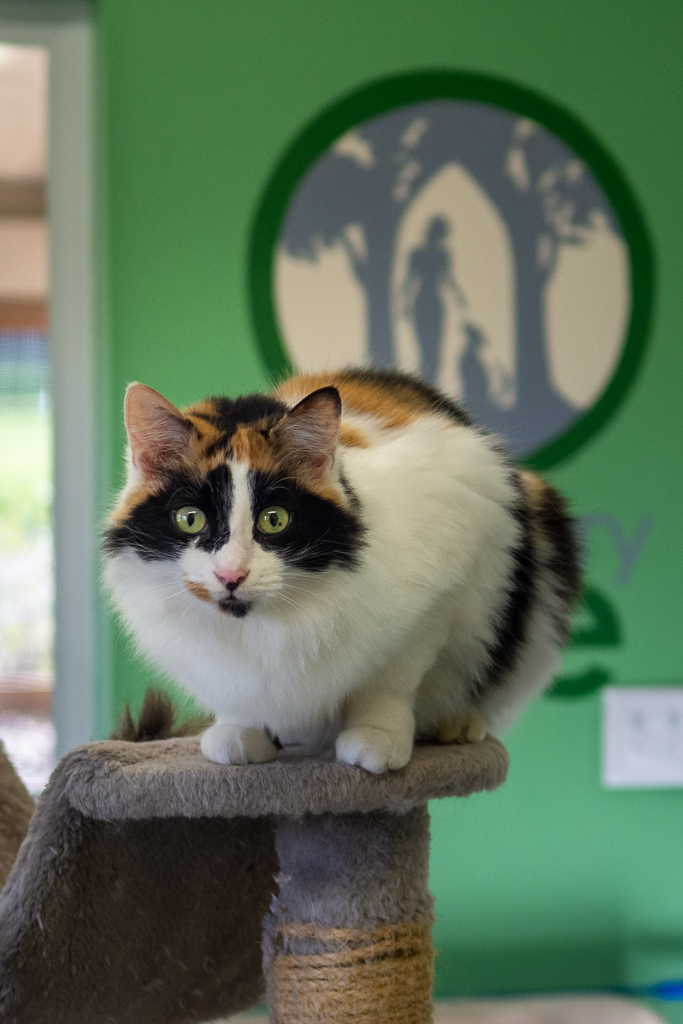 Calypso, an adoptable Domestic Short Hair in Jacksonville, OR_image-4