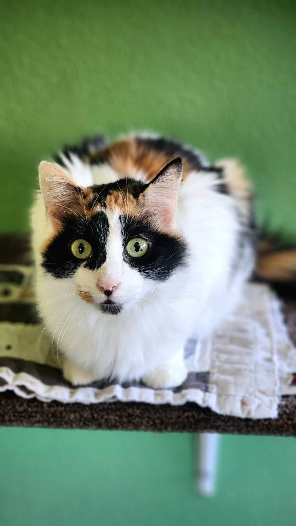 Calypso, an adoptable Domestic Short Hair in Jacksonville, OR_image-1