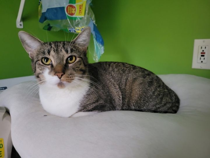 Meow 1