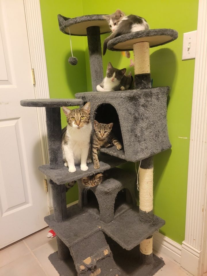 Meow 2