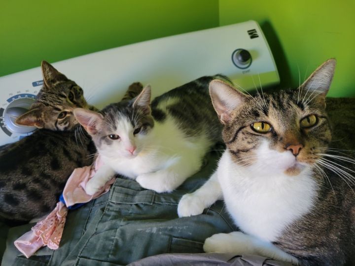Meow 3