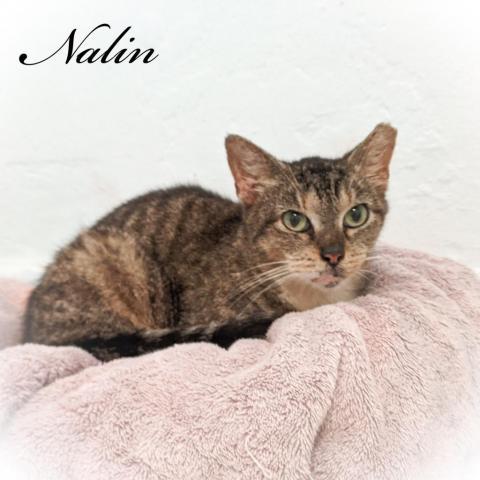 Nalin 2