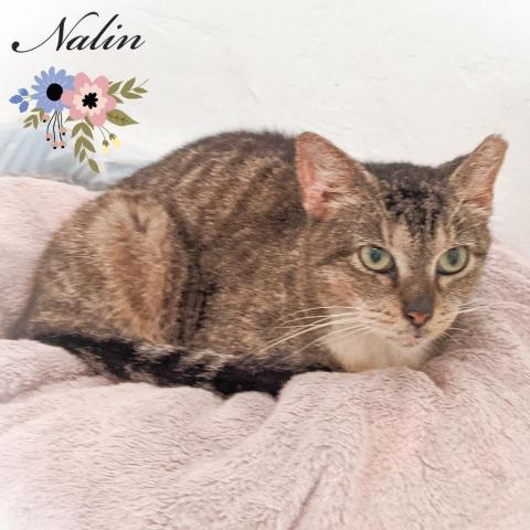 Nalin 3