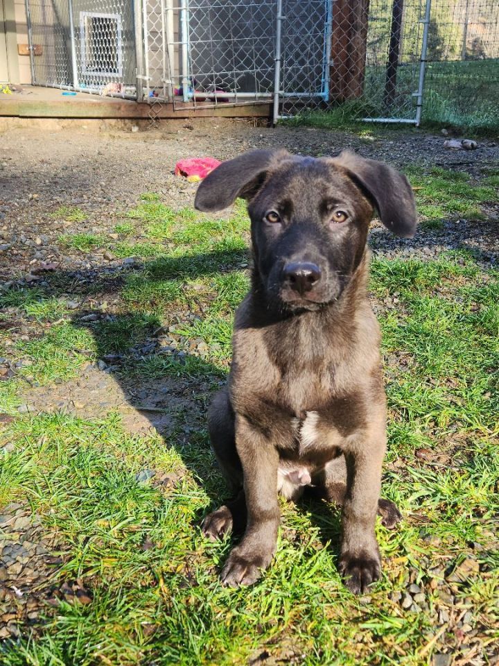 Moose, an adopted Shepherd Mix in Jacksonville, OR_image-2
