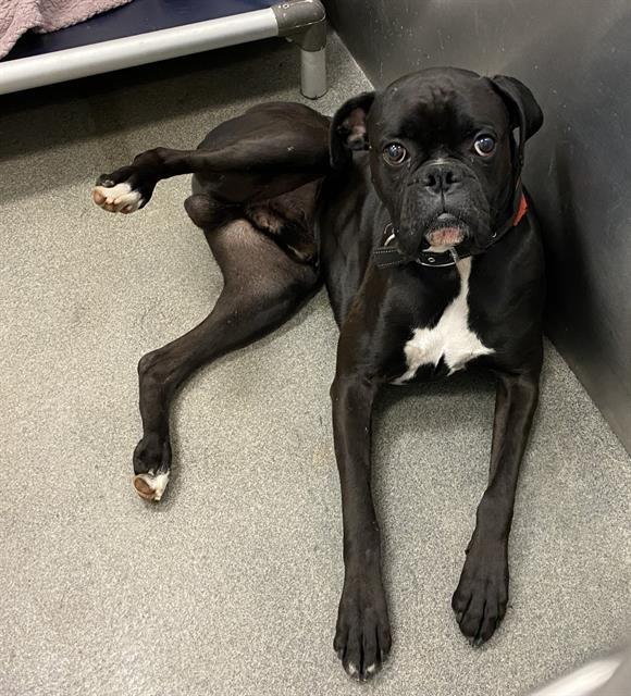 Petfinder boxer cheap