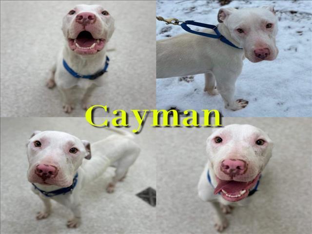 CAYMAN, an adoptable Pit Bull Terrier in Saginaw, MI, 48602 | Photo Image 1