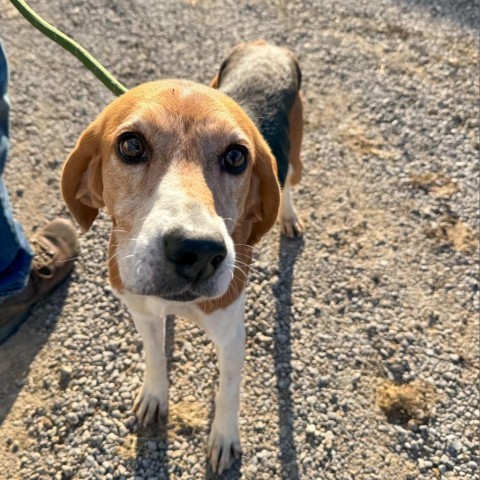 Dog for adoption Gibbs a Foxhound in Valley Village CA Petfinder