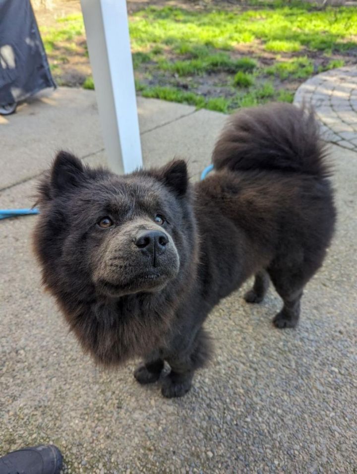 Petfinder chow clearance chow