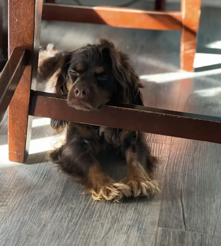 Miniature poodle and cocker best sale spaniel mix