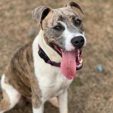 Aggie 1
