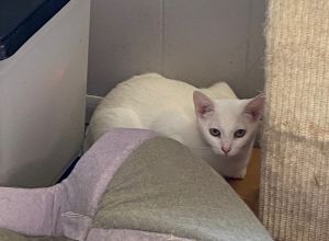 Neva, Adult Female Domestic Short Hair