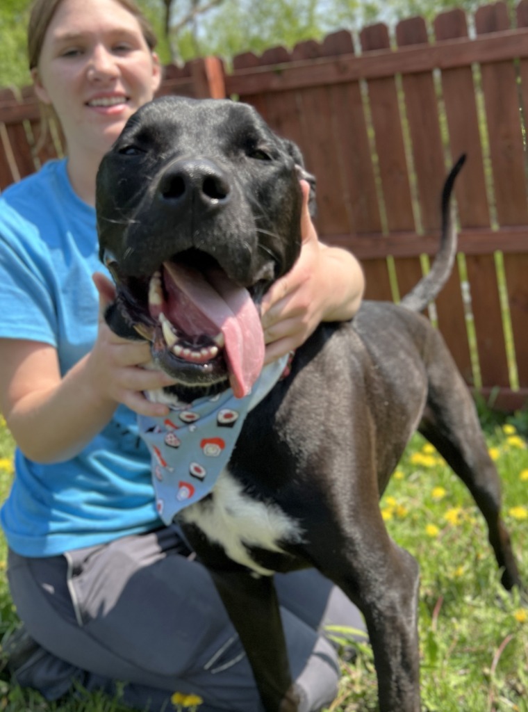 Lil Bow-Wow, an adoptable Mixed Breed in Menomonie, WI, 54751 | Photo Image 1