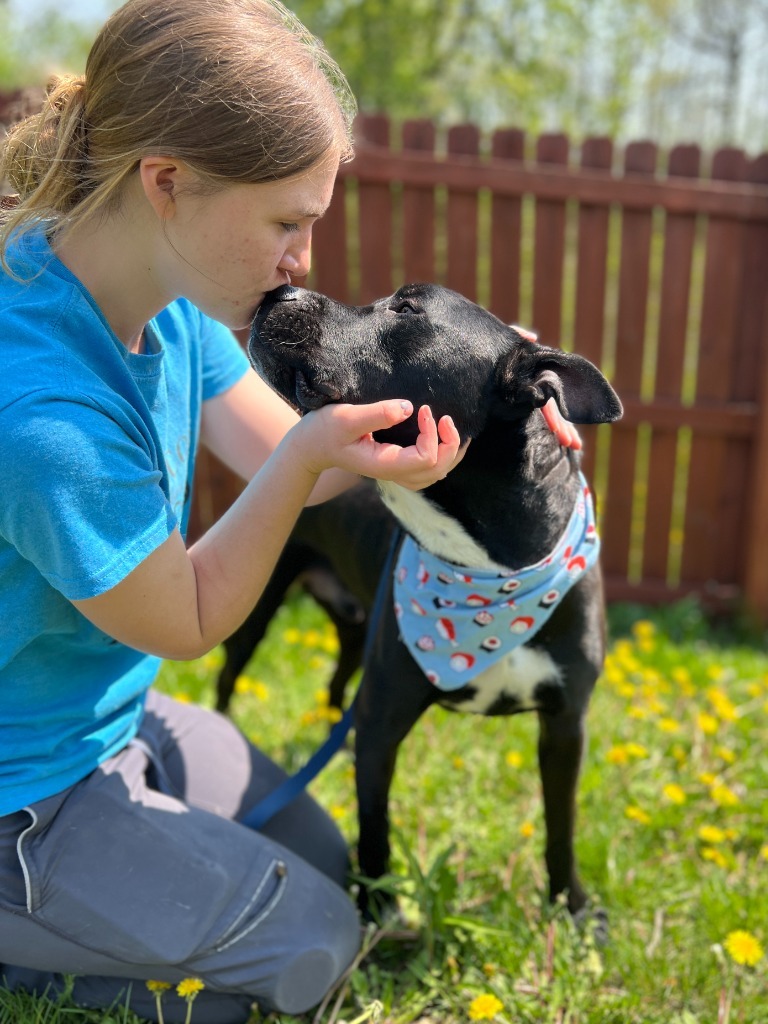 Lil Bow-Wow, an adoptable Mixed Breed in Menomonie, WI, 54751 | Photo Image 1