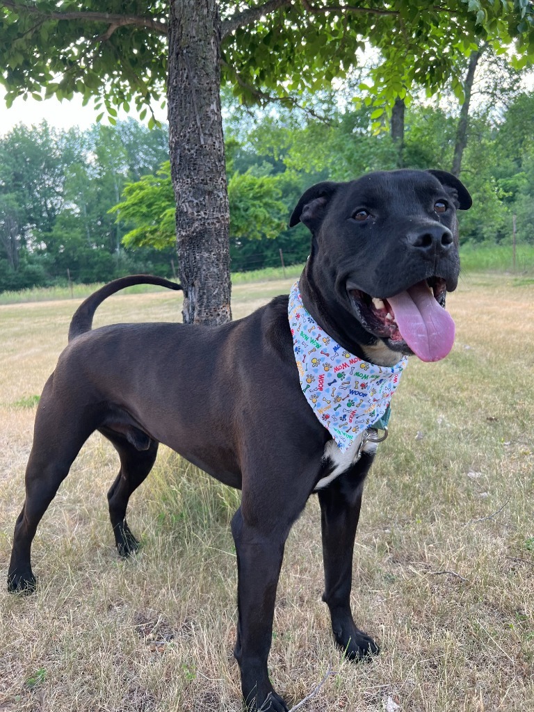 Lil Bow-Wow, an adoptable Mixed Breed in Menomonie, WI, 54751 | Photo Image 2