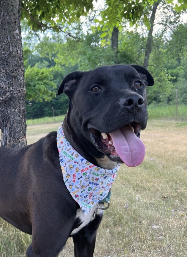 Lil Bow-Wow, an adoptable Mixed Breed in Menomonie, WI, 54751 | Photo Image 3