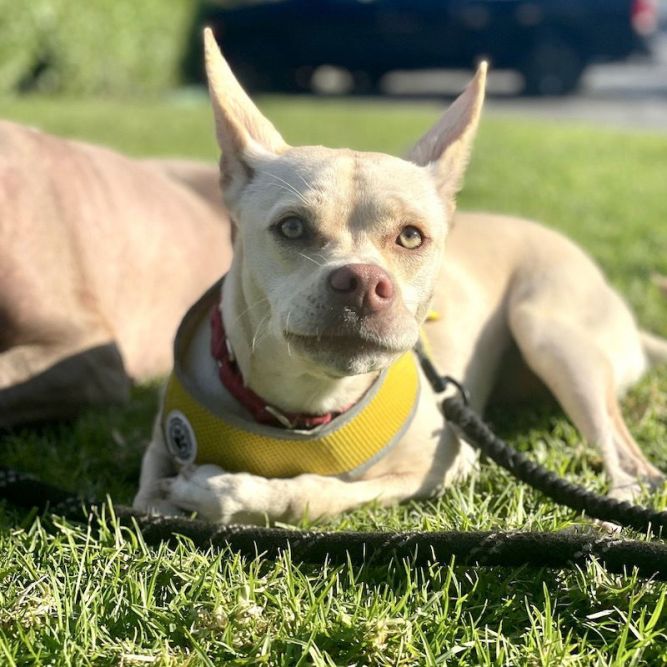 Nyla