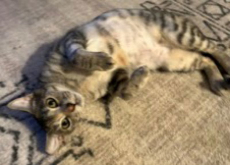 Momma Katy, an adoptable Tabby, Calico in MONTGOMERY, TX, 77356 | Photo Image 1