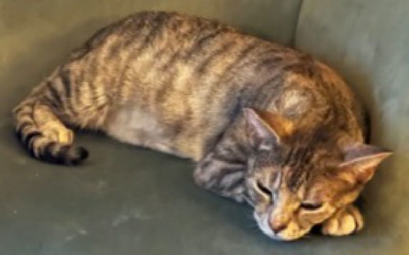 Momma Katy, an adoptable Tabby, Calico in MONTGOMERY, TX, 77356 | Photo Image 2