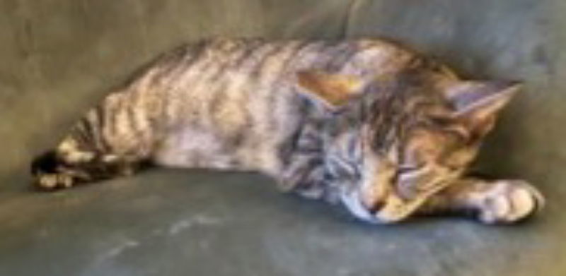 Momma Katy, an adoptable Tabby, Calico in MONTGOMERY, TX, 77356 | Photo Image 3