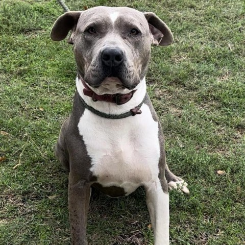 Mazy, an adoptable Pit Bull Terrier in Wadena, MN, 56482 | Photo Image 1