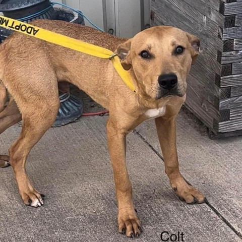 Colt, an adoptable Labrador Retriever in Wadena, MN, 56482 | Photo Image 1