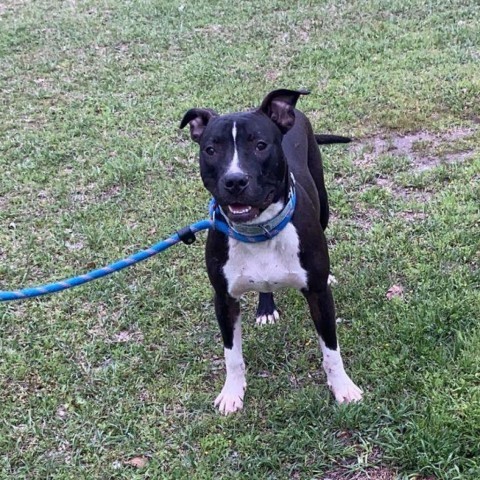 Astro, an adoptable Boxer in Wadena, MN, 56482 | Photo Image 2