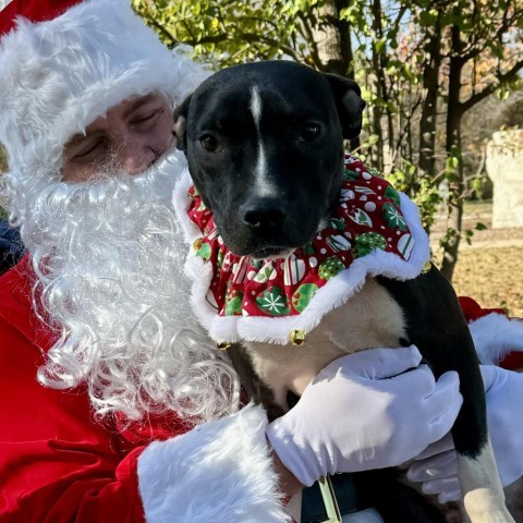 Astro, an adoptable Boxer in Wadena, MN, 56482 | Photo Image 2