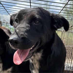 Koda