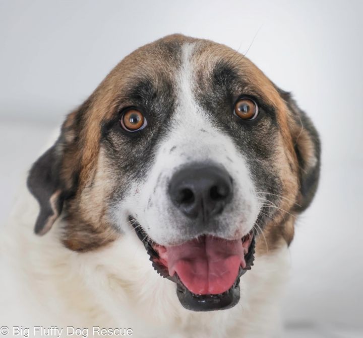 Big fluffy dog store rescue adoption fee