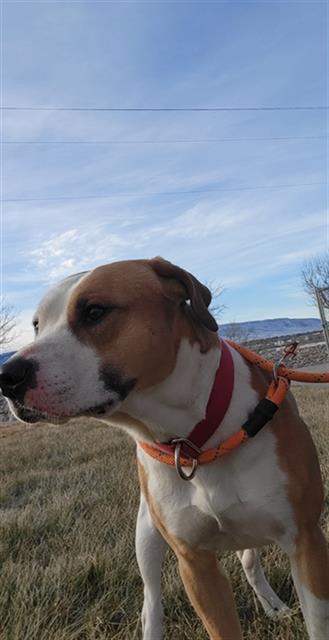 LONGO, an adoptable Pit Bull Terrier, Mixed Breed in Casper, WY, 82601 | Photo Image 1
