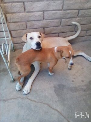 Jingles-his BFF is Baby Girl