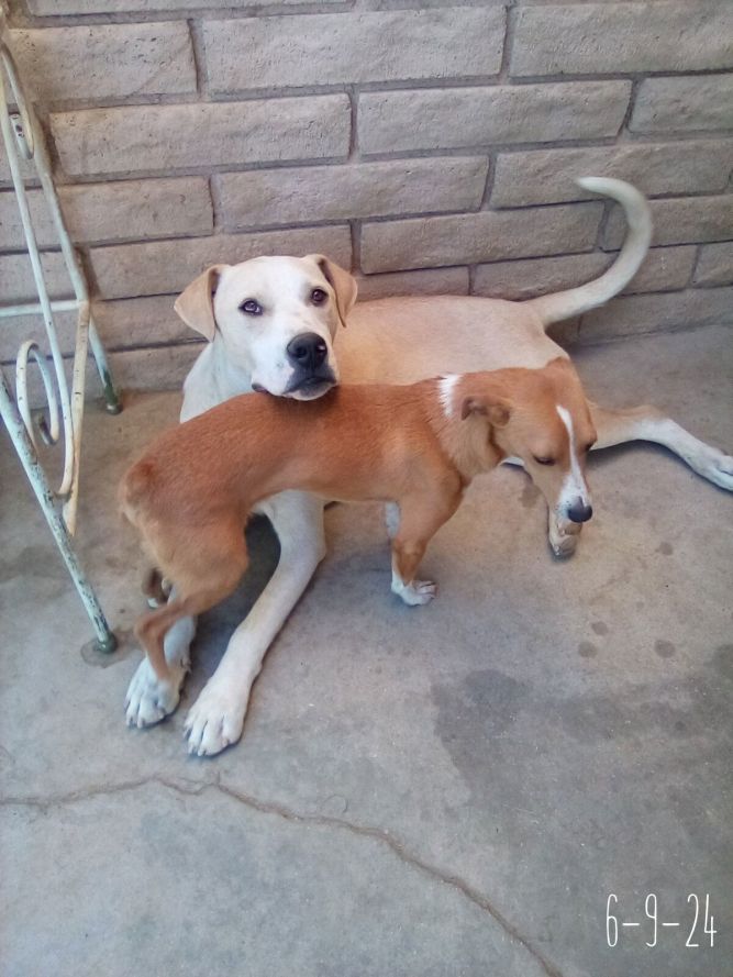 Jingles-his BFF is Baby Girl