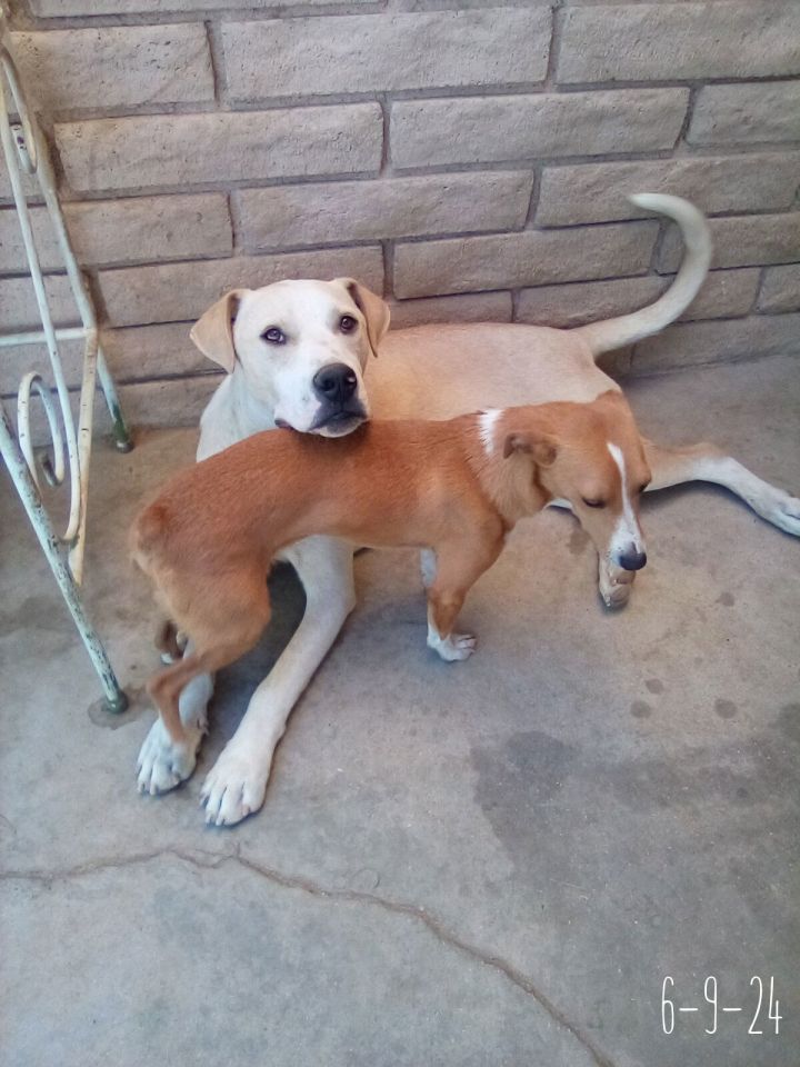 Jingles-his BFF is Baby Girl 1