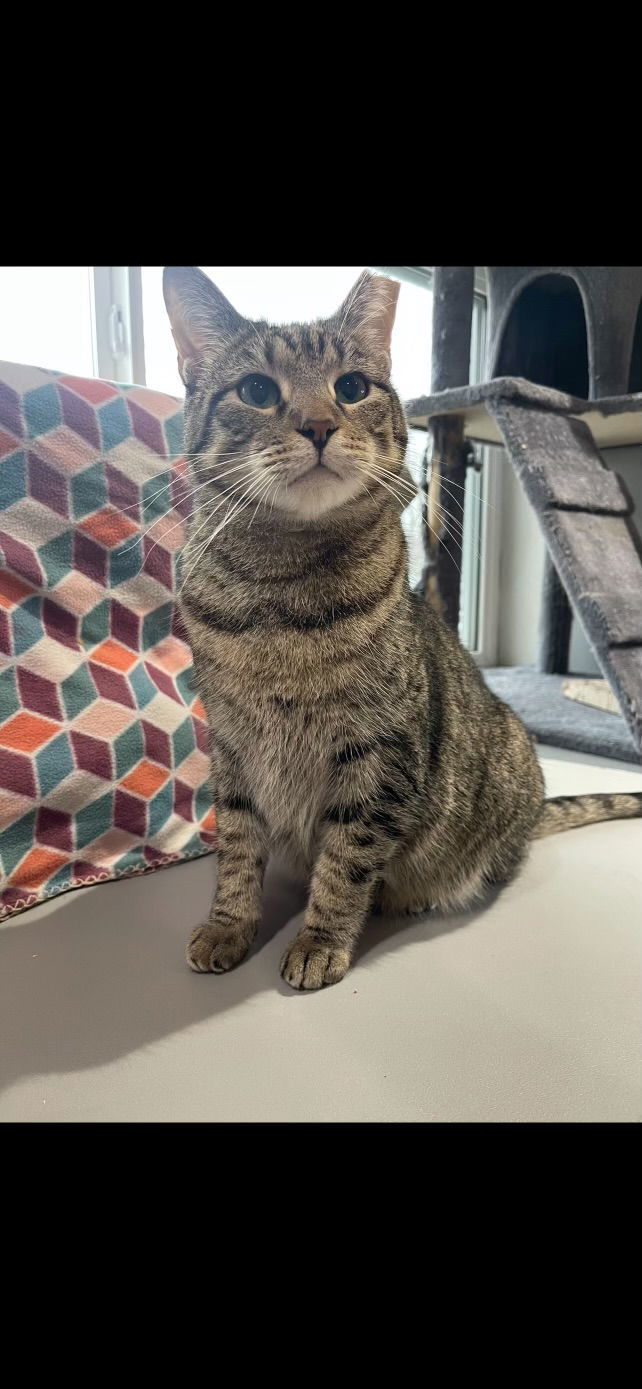 Audrey, an adoptable Domestic Short Hair in Cedar Rapids, IA, 52405 | Photo Image 1