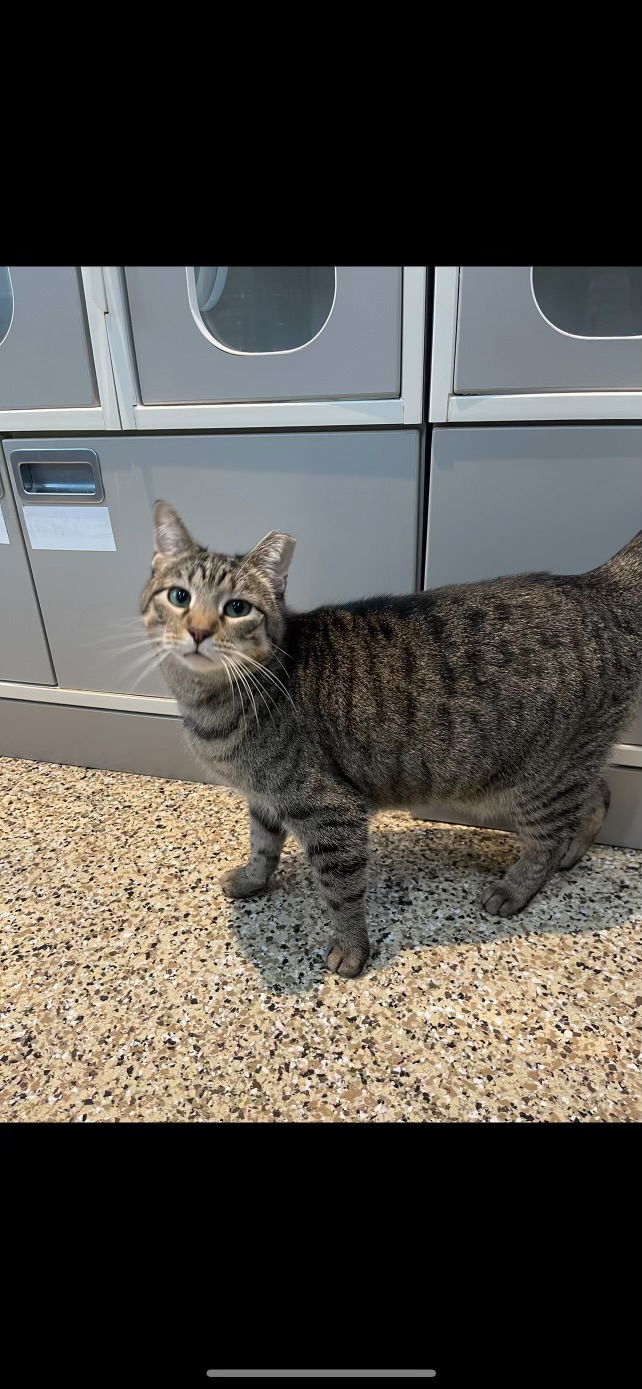 Audrey, an adoptable Domestic Short Hair in Cedar Rapids, IA, 52405 | Photo Image 2