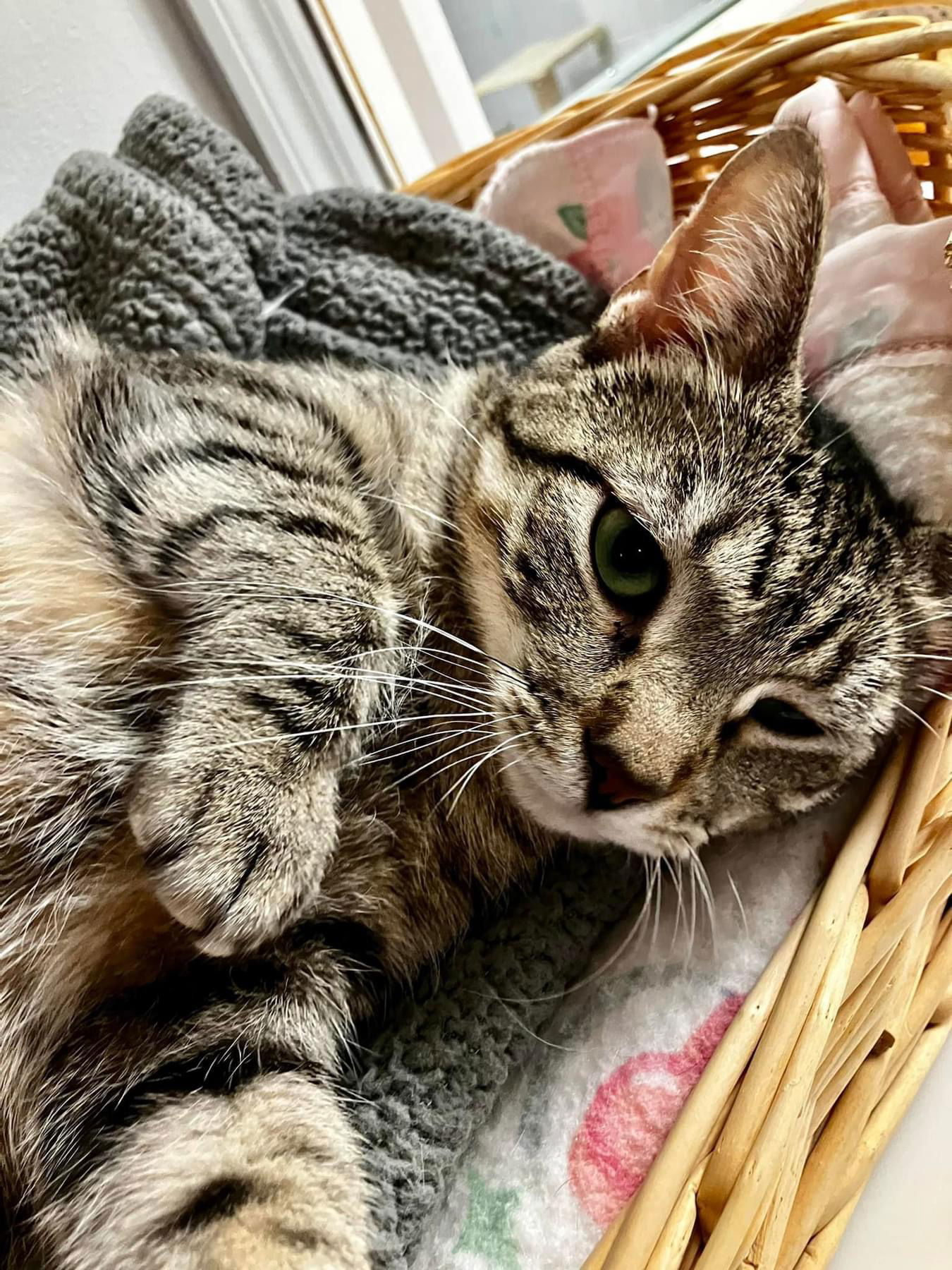 Audrey, an adoptable Domestic Short Hair in Cedar Rapids, IA, 52405 | Photo Image 3