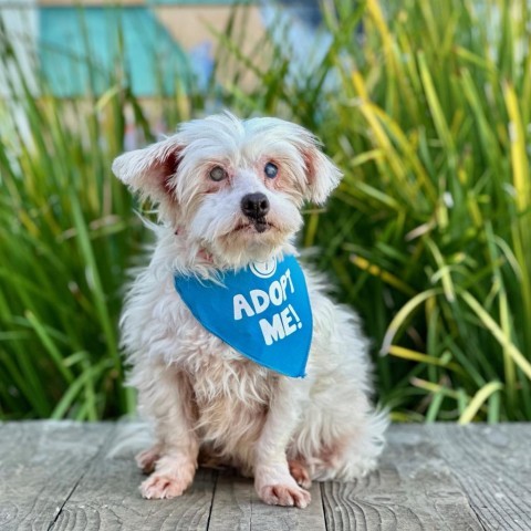Dottie, an adoptable Maltese, Havanese in Pacific Grove, CA, 93950 | Photo Image 1