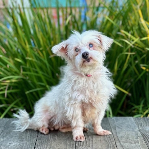 Havanese and best sale maltese mix