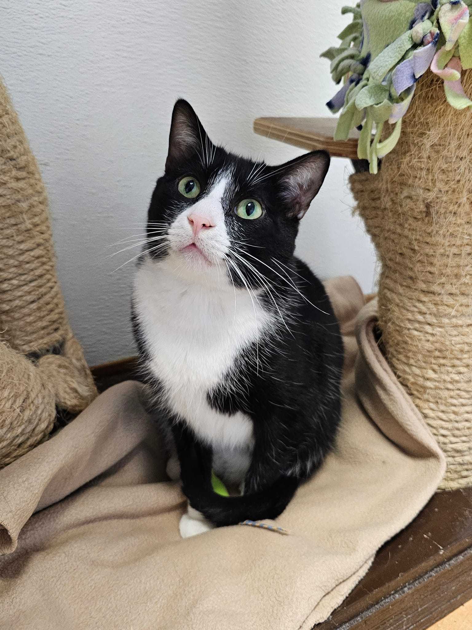 Clark, an adoptable Domestic Short Hair in Cedar Rapids, IA, 52405 | Photo Image 1