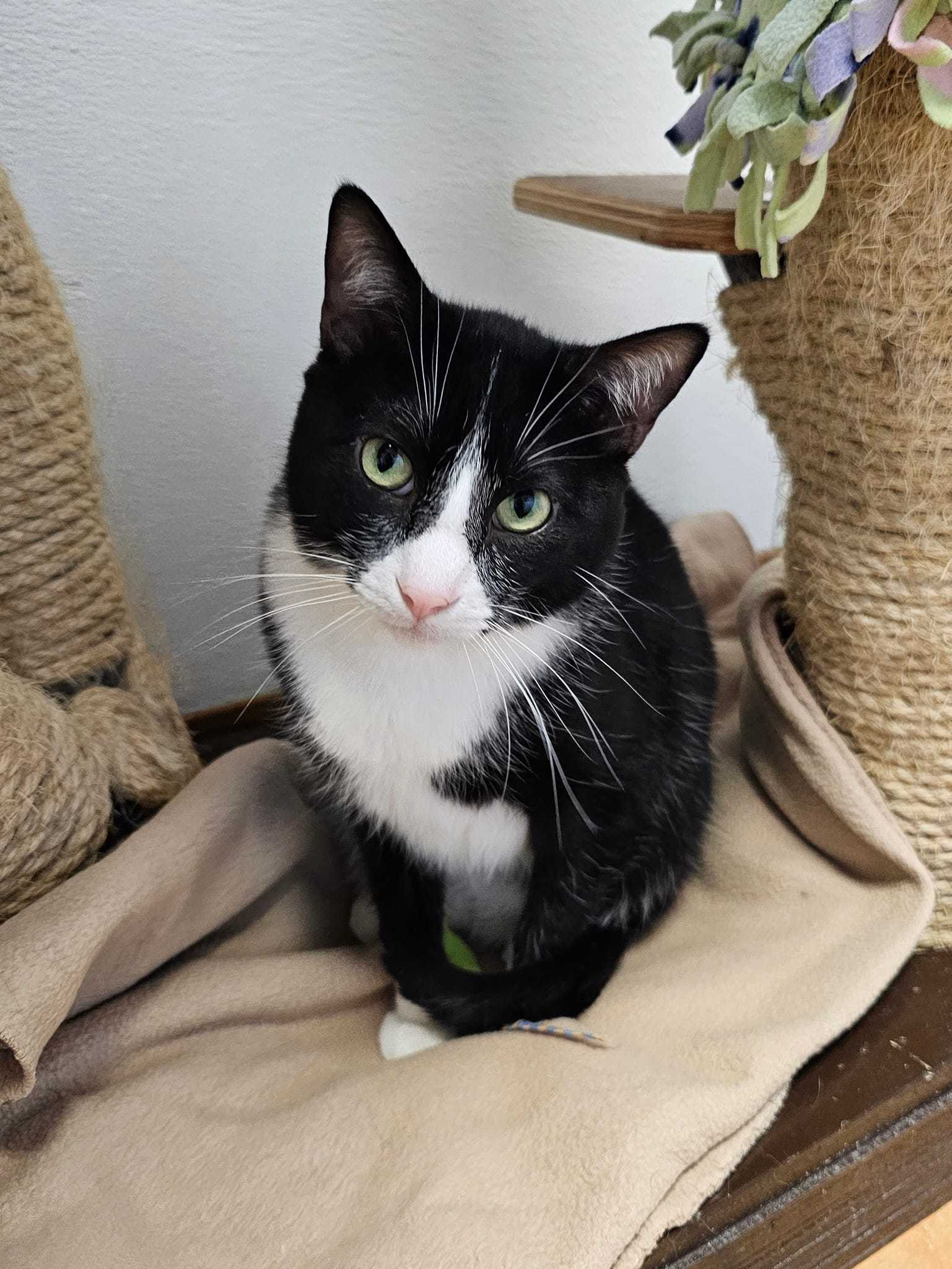 Clark, an adoptable Domestic Short Hair in Cedar Rapids, IA, 52405 | Photo Image 2