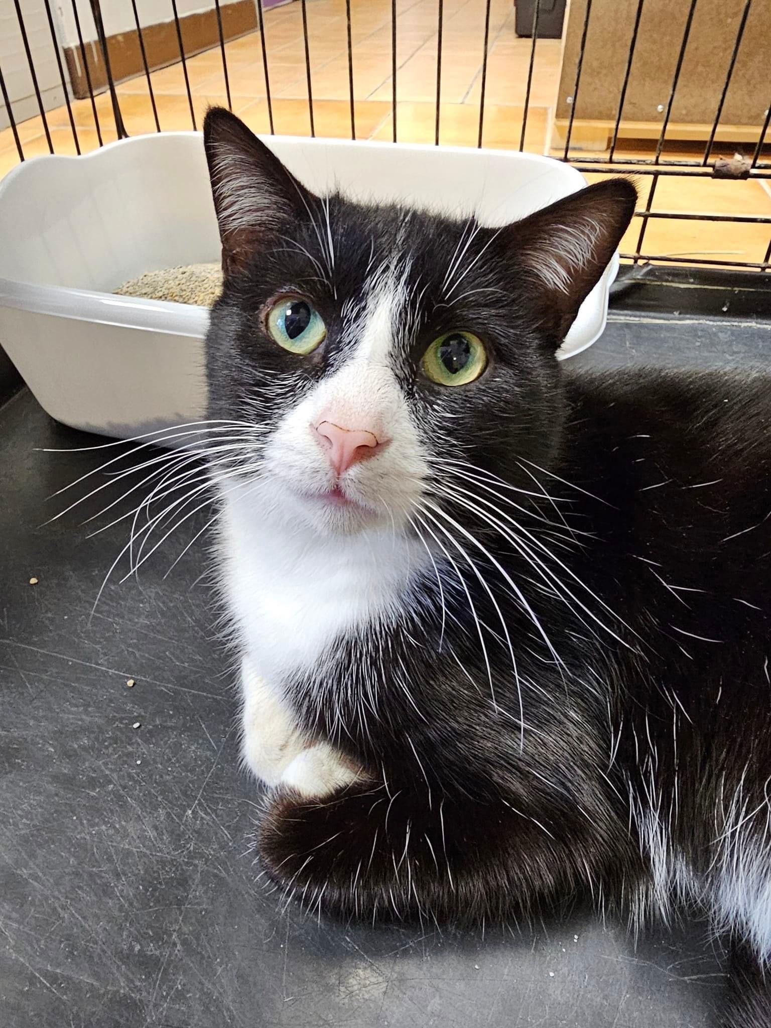 Clark, an adoptable Domestic Short Hair in Cedar Rapids, IA, 52405 | Photo Image 3