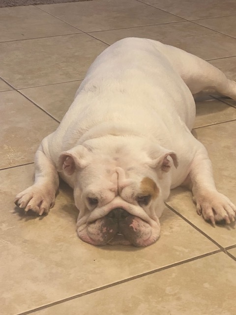 Petfinder sales english bulldog