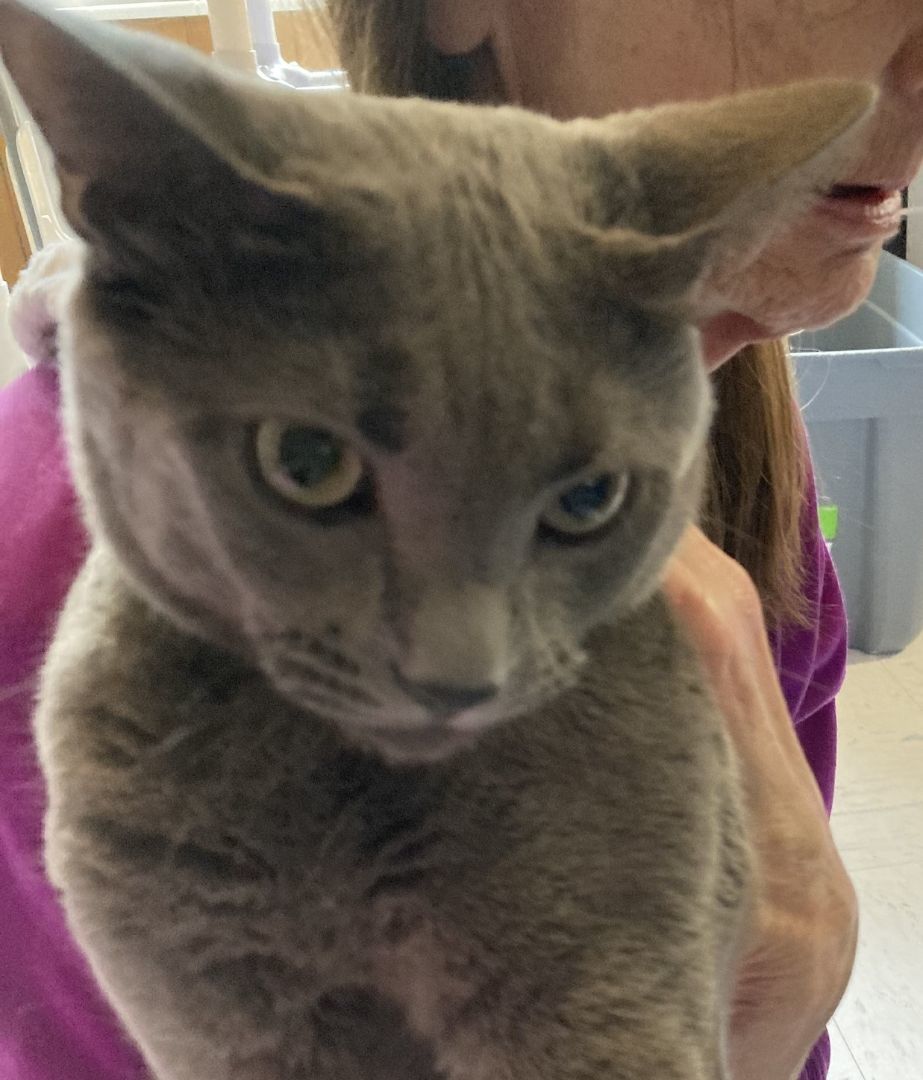 Russian blue munchkin cat for sale sale