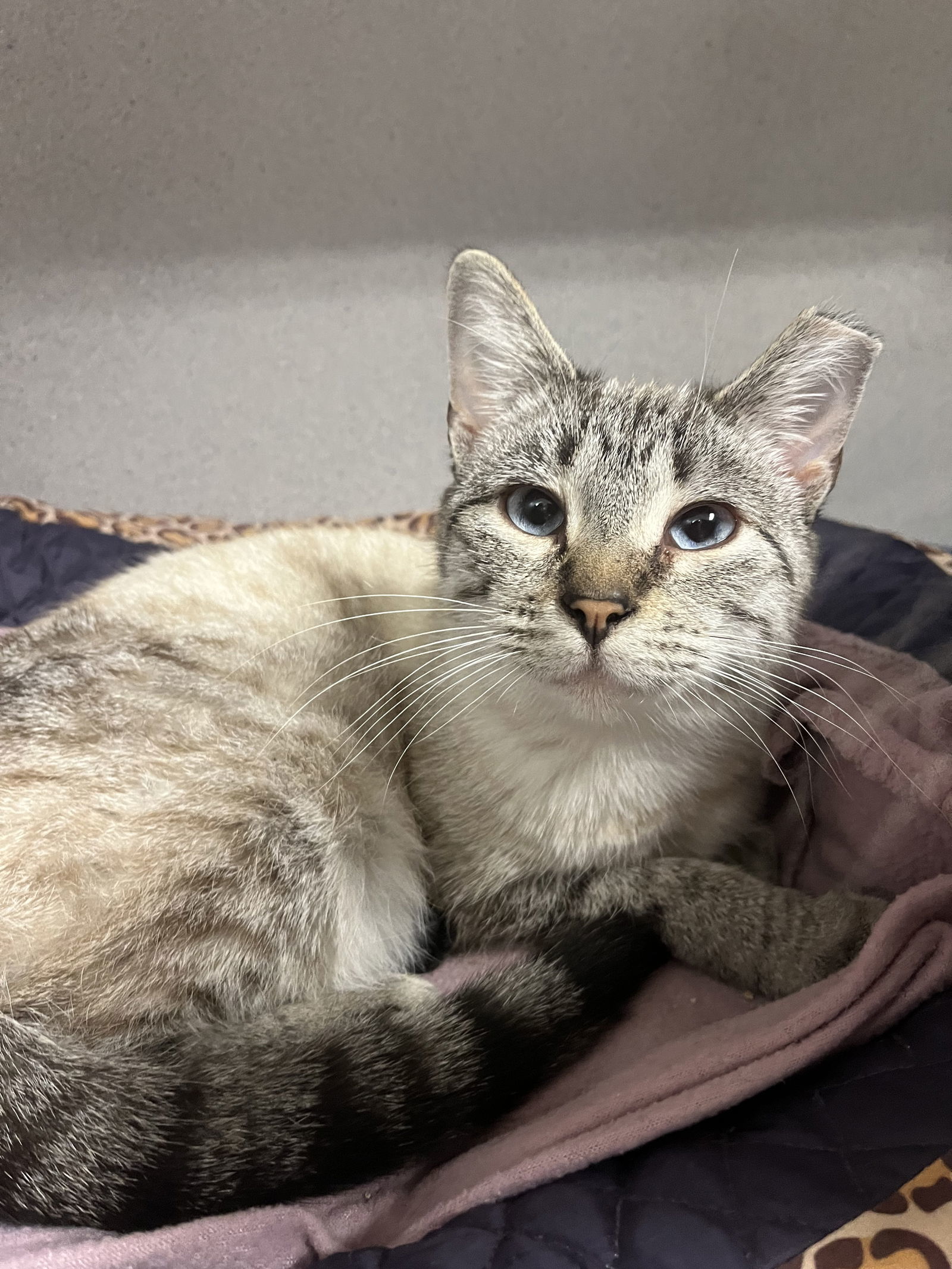 Ellen, an adoptable Siamese, Tabby in Cedar Rapids, IA, 52405 | Photo Image 1