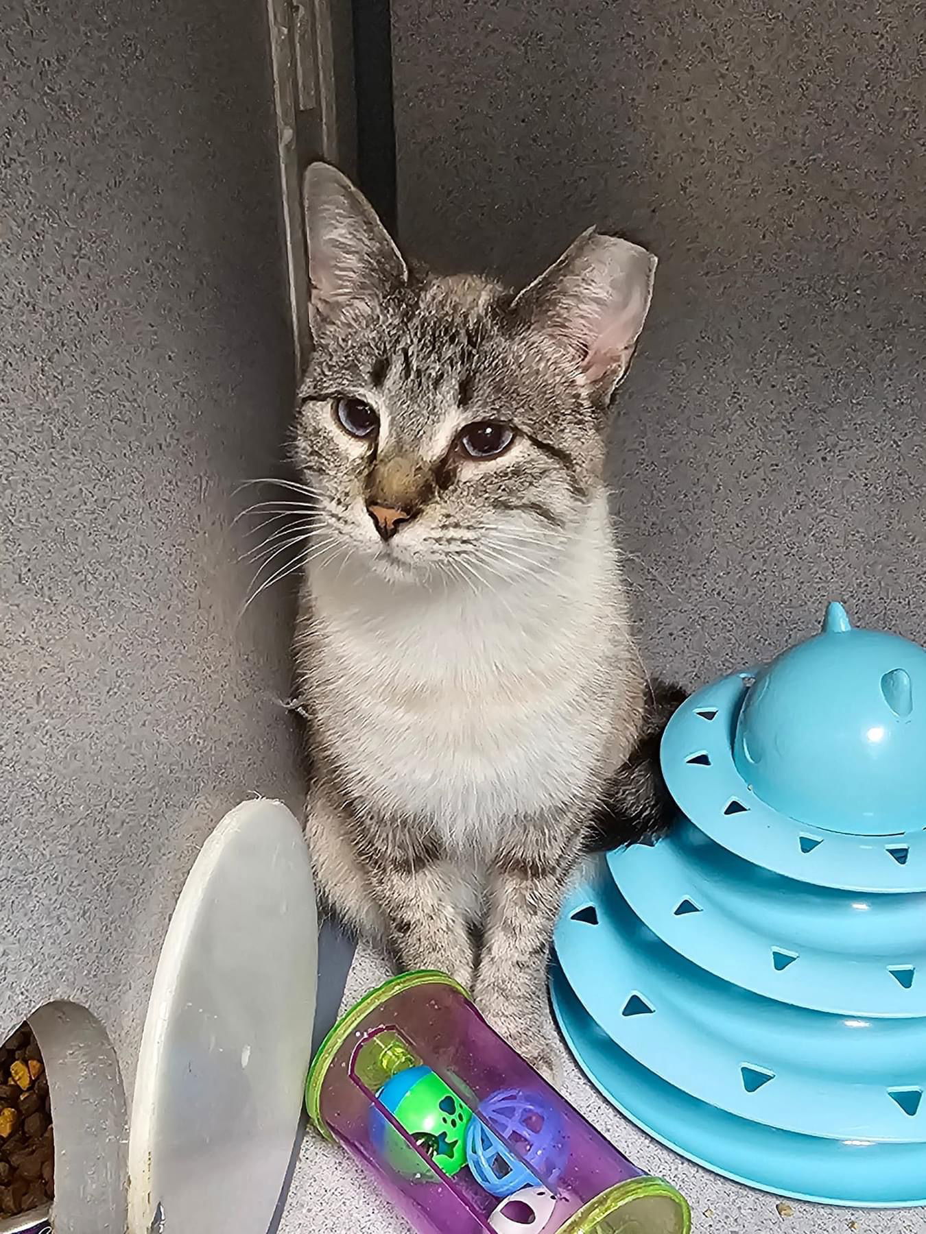 Ellen, an adoptable Siamese, Tabby in Cedar Rapids, IA, 52405 | Photo Image 2
